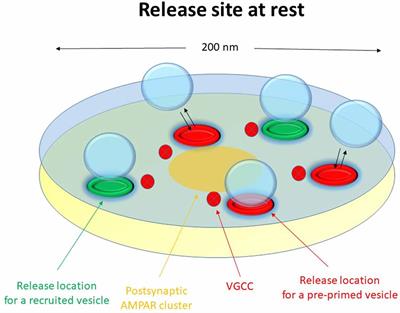 The Small and Dynamic Pre-primed Pool at the Release Site; A Useful Concept to Understand Release Probability and Short-Term Synaptic Plasticity?